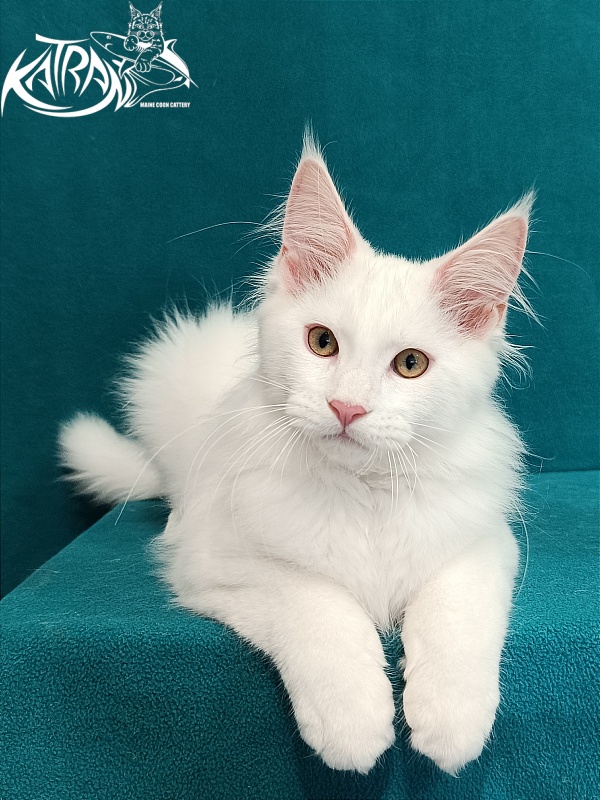 Katran Vegas - Kitten maine-coon 3 months 1 week