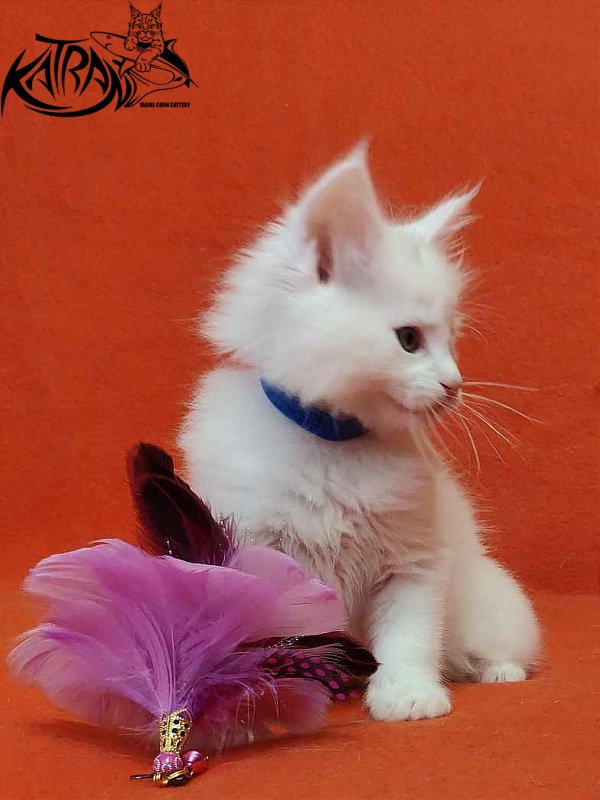 Katran Vegas - Kitten maine-coon 1 month 2 weeks