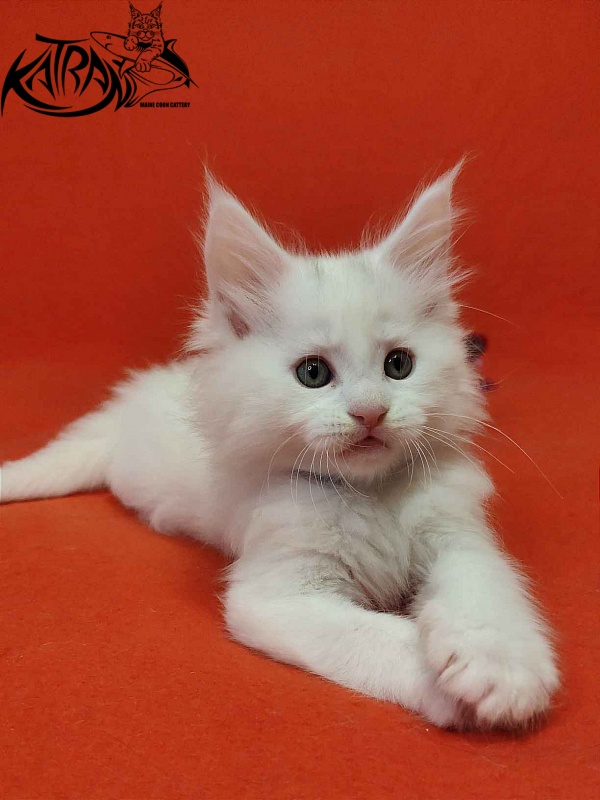 Katran Vegas - Kitten maine-coon 1 month 2 weeks
