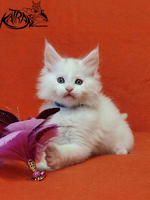 Katran Vegas - Kitten maine-coon 1 month 2 weeks