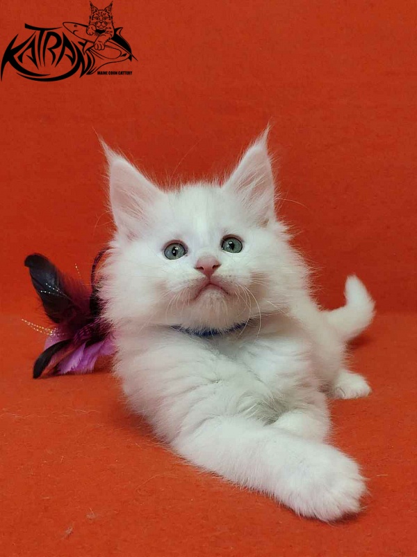 Katran Vegas - Kitten maine-coon 1 month 2 weeks