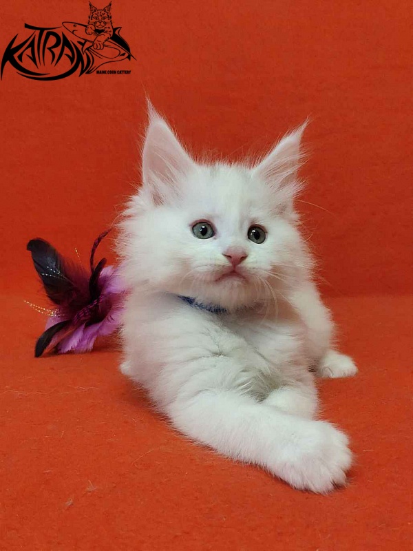 Katran Vegas - Kitten maine-coon 1 month 2 weeks