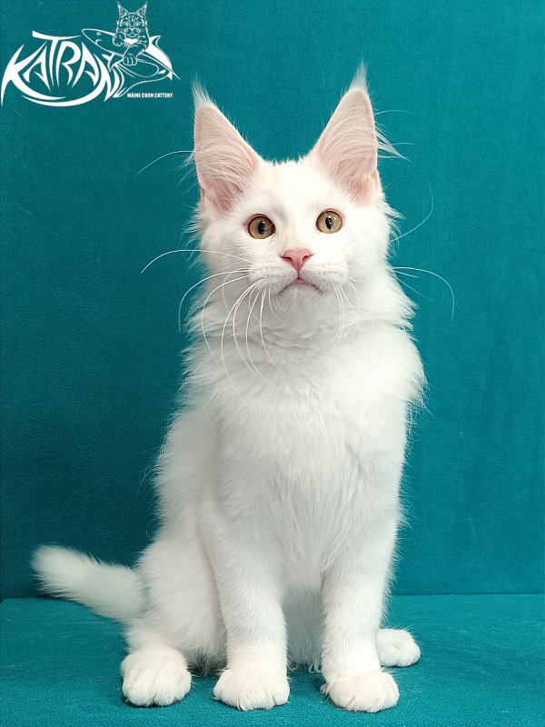 Katran Vegas - Kitten maine-coon 3 months 1 week