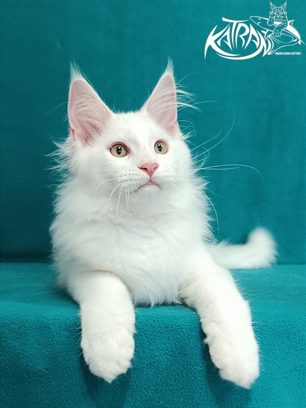 Katran Vegas - Kitten maine-coon 3 months 1 week
