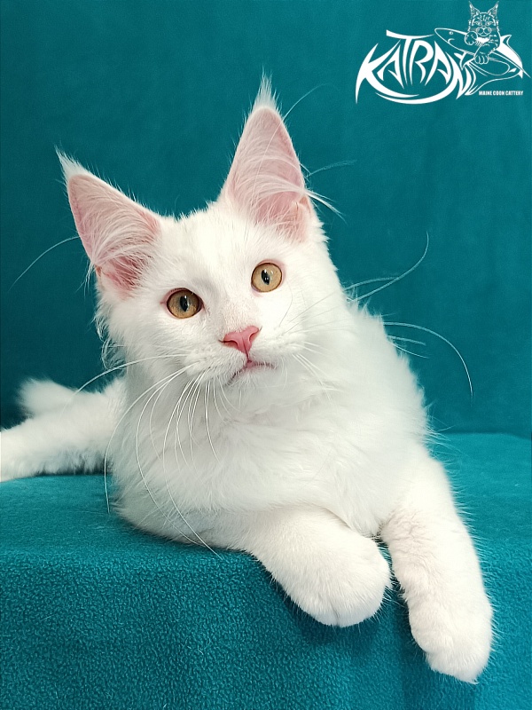 Katran Vegas - Kitten maine-coon 3 months 1 week