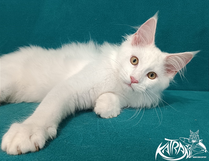 Katran Vegas - Kitten maine-coon 3 months 1 week