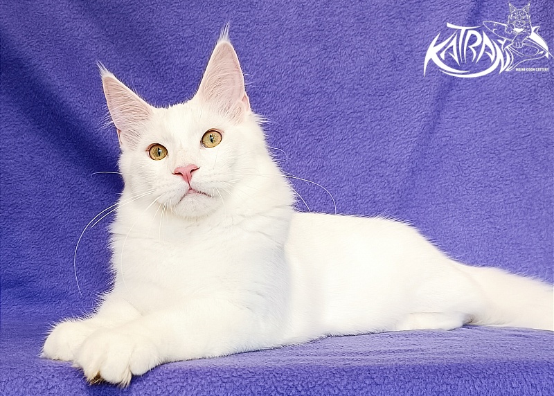 Katran Vegas - Kitten maine-coon 5 months 2.5 weeks