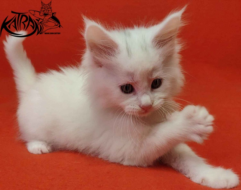Katran Vegas - Kitten maine-coon 1 month 2 weeks