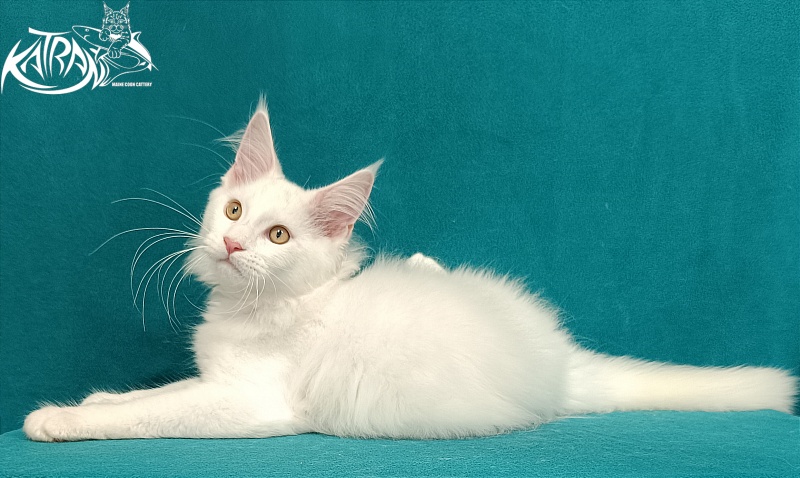 Katran Vegas - Kitten maine-coon 3 months 1 week