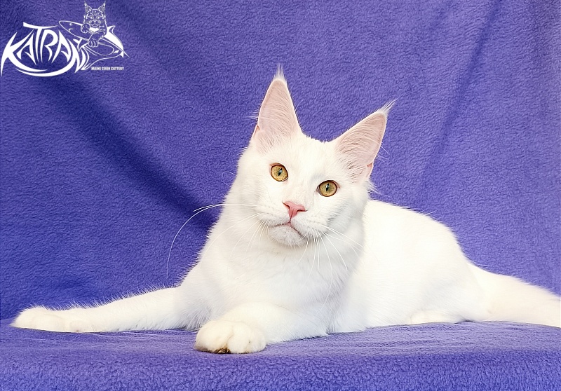 Katran Vegas - Kitten maine-coon 5 months 2.5 weeks