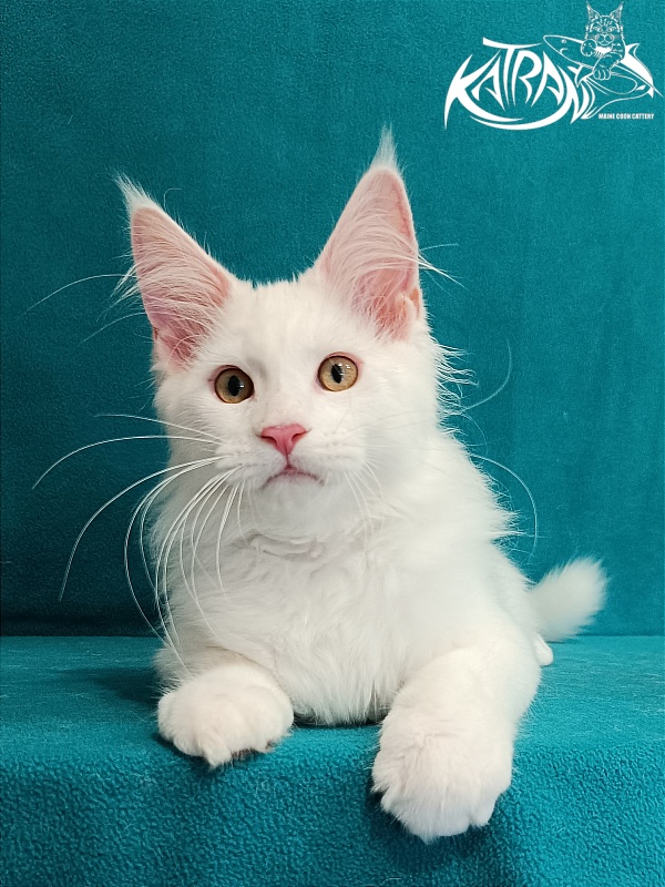 Katran Vegas - Kitten maine-coon 3 months 1 week