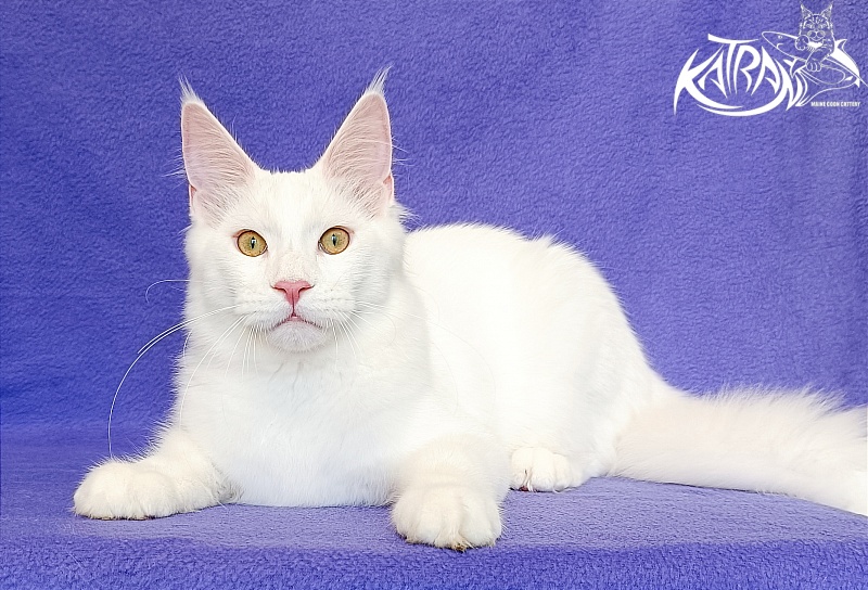 Katran Vegas - Kitten maine-coon 5 months 2.5 weeks