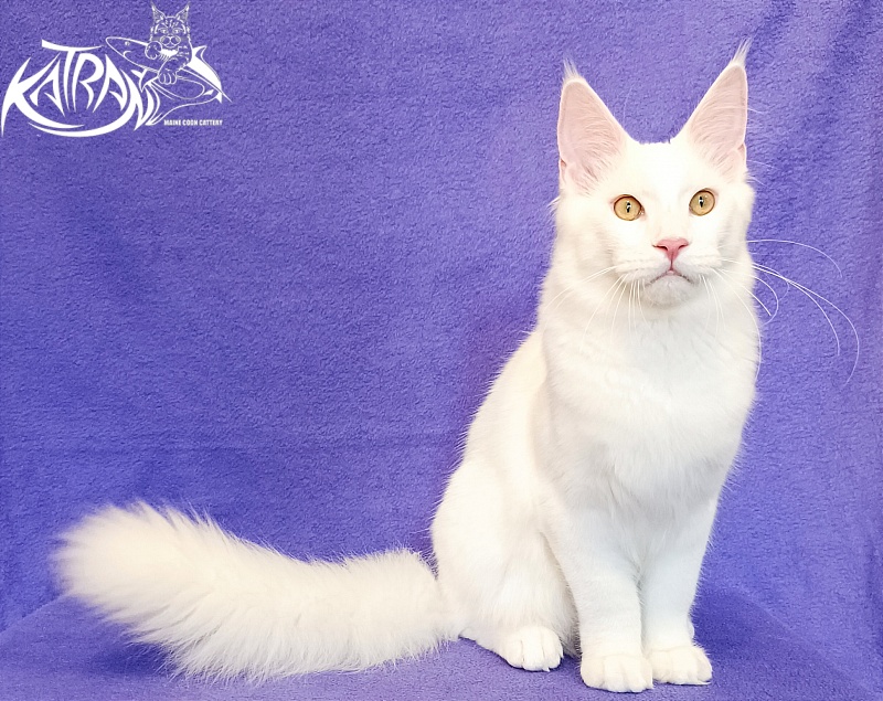Katran Vegas - Kitten maine-coon 5 months 2.5 weeks
