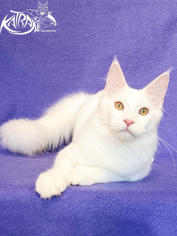 Katran Vegas - Kitten maine-coon 5 months 2.5 weeks