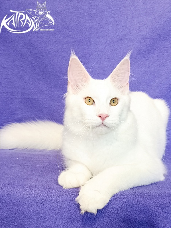 Katran Vegas - Kitten maine-coon 5 months 2.5 weeks
