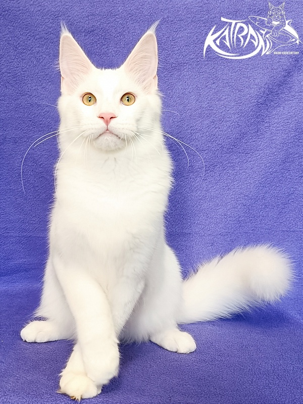 Katran Vegas - Kitten maine-coon 5 months 2.5 weeks