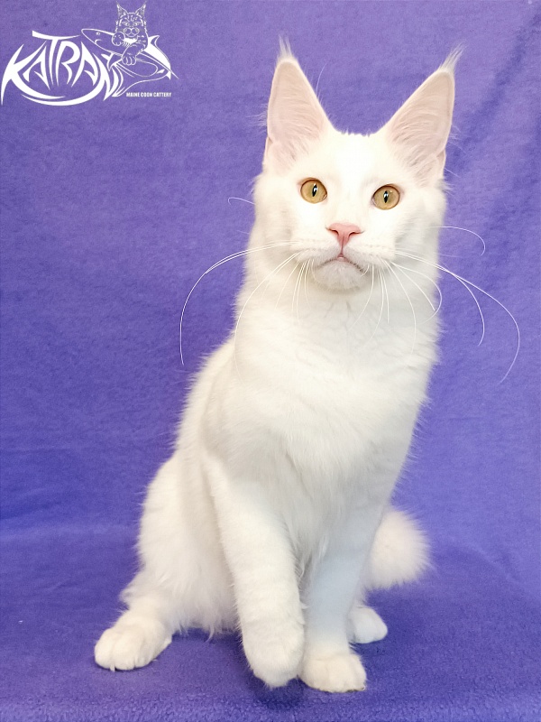 Katran Vegas - Kitten maine-coon 5 months 2.5 weeks