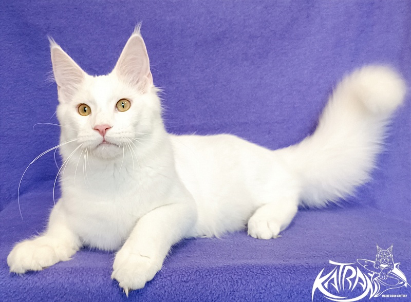 Katran Vegas - Kitten maine-coon 5 months 2.5 weeks