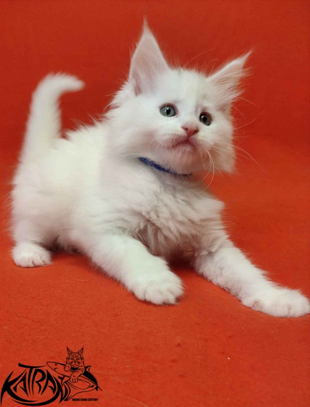 Katran Vegas - Kitten maine-coon 1 month 2 weeks