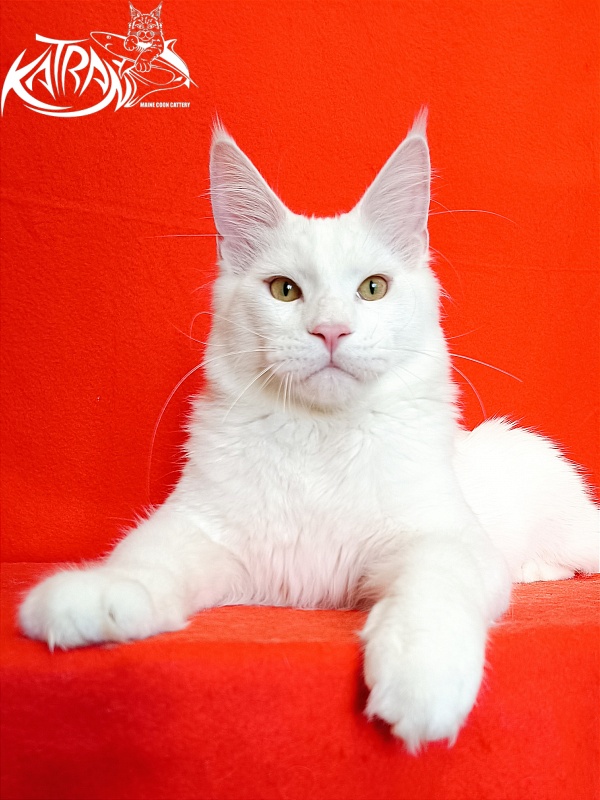 Katran Vegas - Junior maine-coon 7 months 1 week