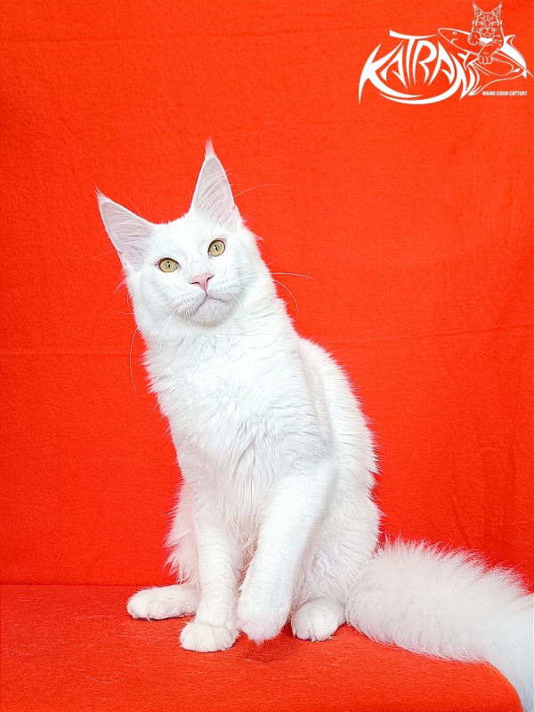Katran Vegas - Junior maine-coon 7 months 1 week