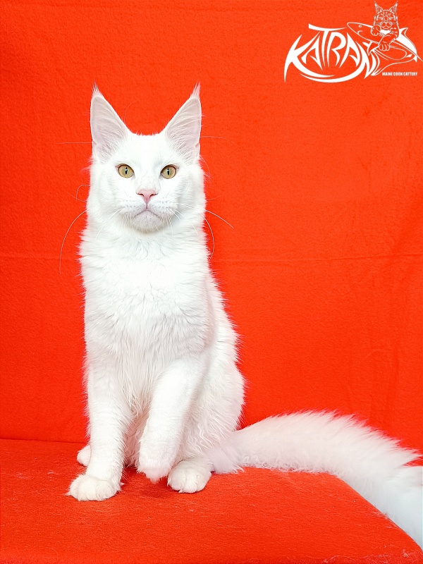 Katran Vegas - Junior maine-coon 7 months 1 week