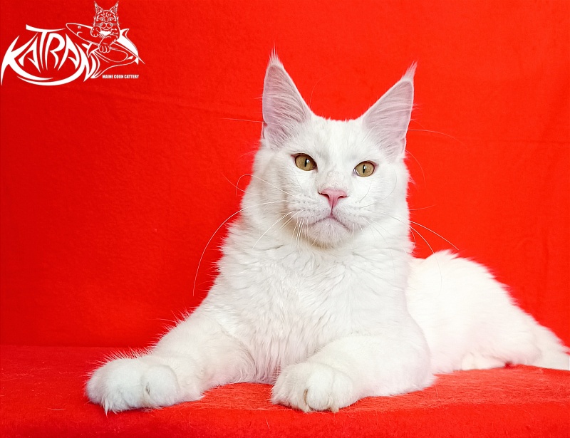 Katran Vegas - Junior maine-coon 7 months 1 week