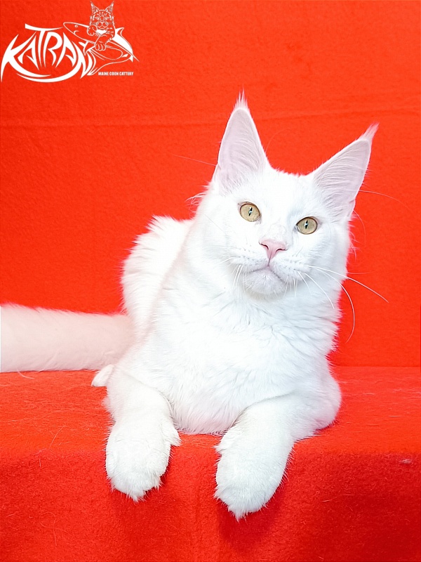 Katran Vegas - Junior maine-coon 7 months 1 week