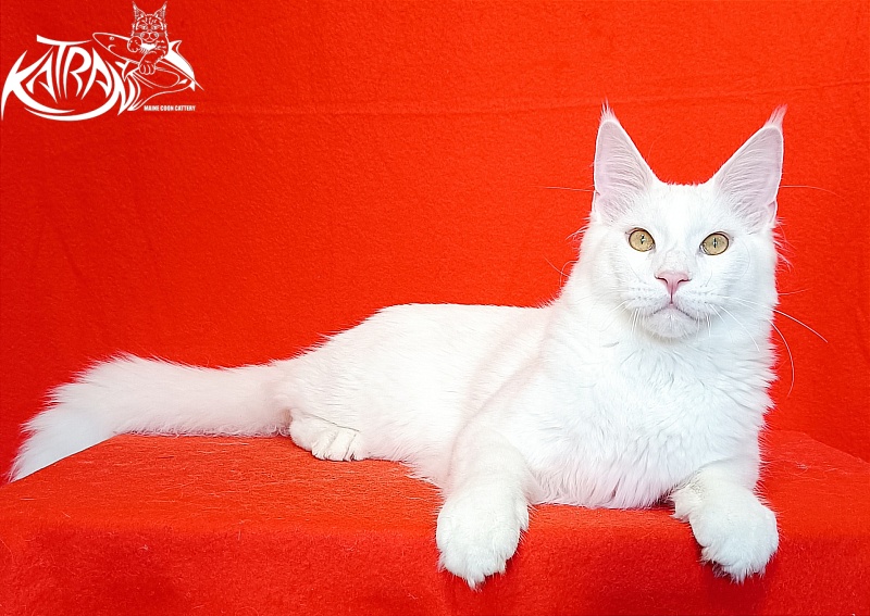 Katran Vegas - Junior maine-coon 7 months 1 week