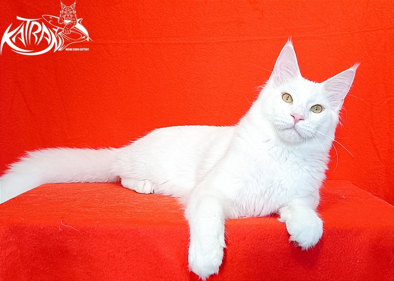 Katran Vegas - Junior maine-coon 7 months 1 week