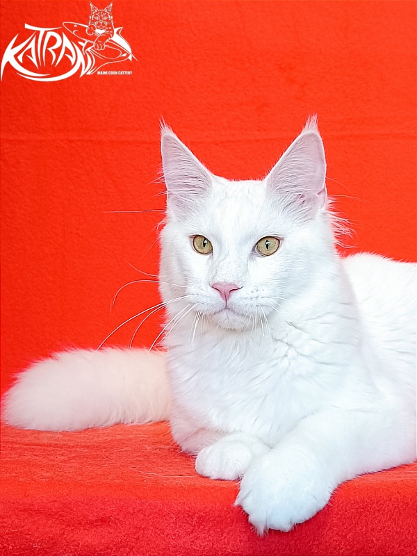 Katran Vegas - Junior maine-coon 7 months 1 week