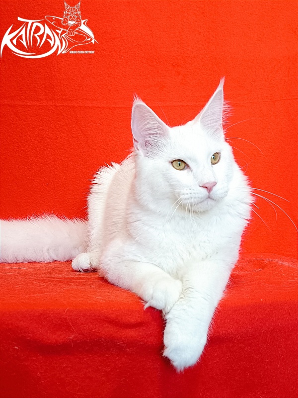 Katran Vegas - Junior maine-coon 7 months 1 week