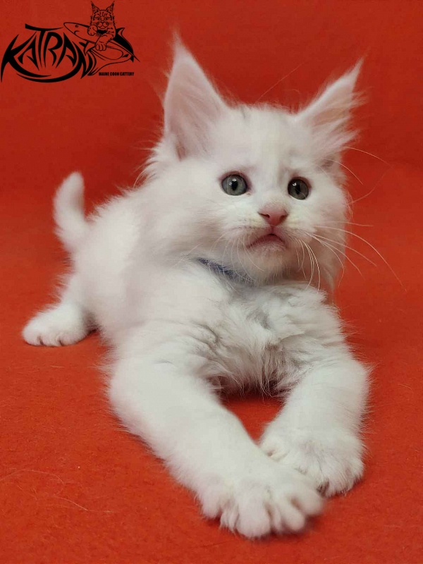 Katran Vegas - Kitten maine-coon 1 month 2 weeks