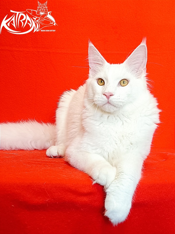 Katran Vegas - Junior maine-coon 7 months 1 week