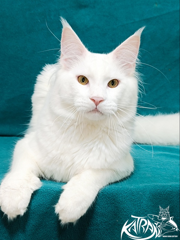 Katran Vegas - Junior maine-coon 9 months 2 weeks