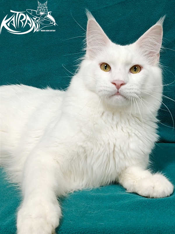 Katran Vegas - Junior maine-coon 9 months 2 weeks