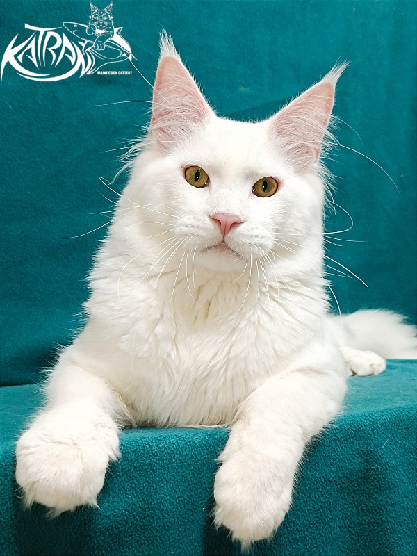Katran Vegas - Junior maine-coon 9 months 2 weeks