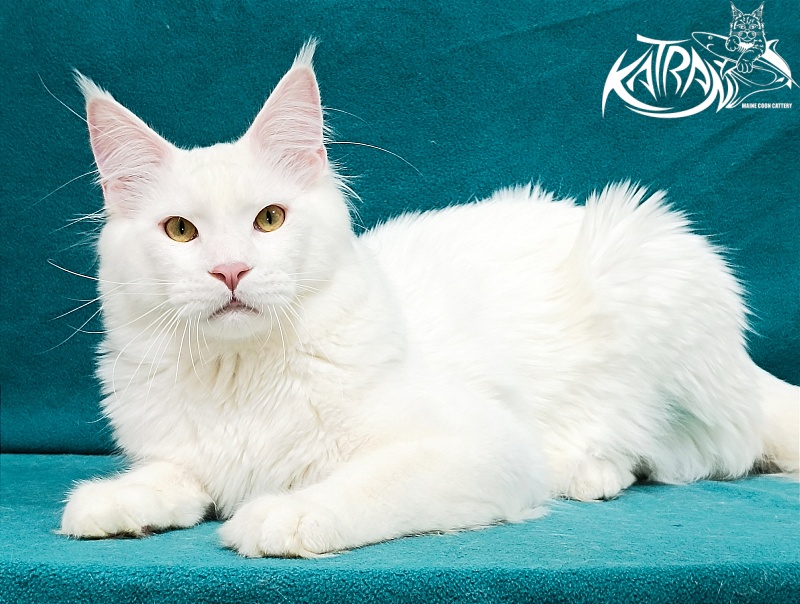 Katran Vegas - Junior maine-coon 9 months 2 weeks