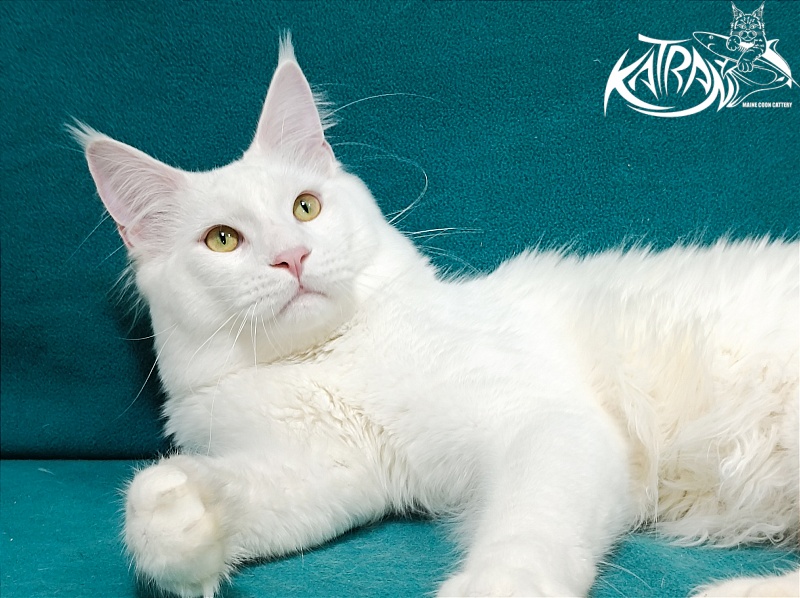 Katran Vegas - Junior maine-coon 9 months 2 weeks
