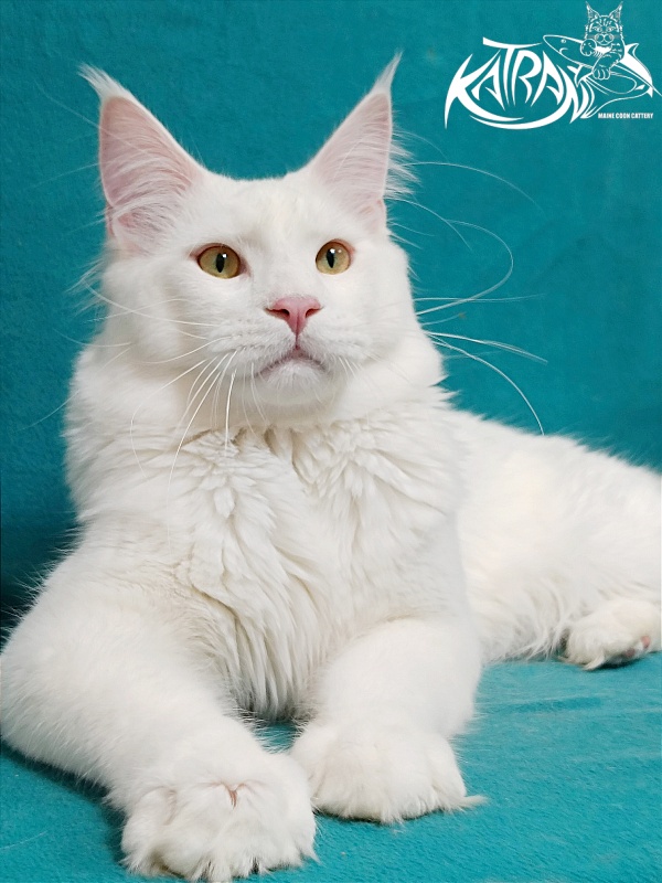 Katran Vegas - Junior maine-coon 9 months 2 weeks