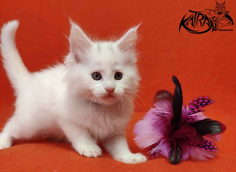 Katran Vegas - Kitten maine-coon 1 month 2 weeks