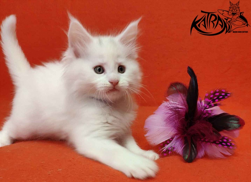 Katran Vegas - Kitten maine-coon 1 month 2 weeks