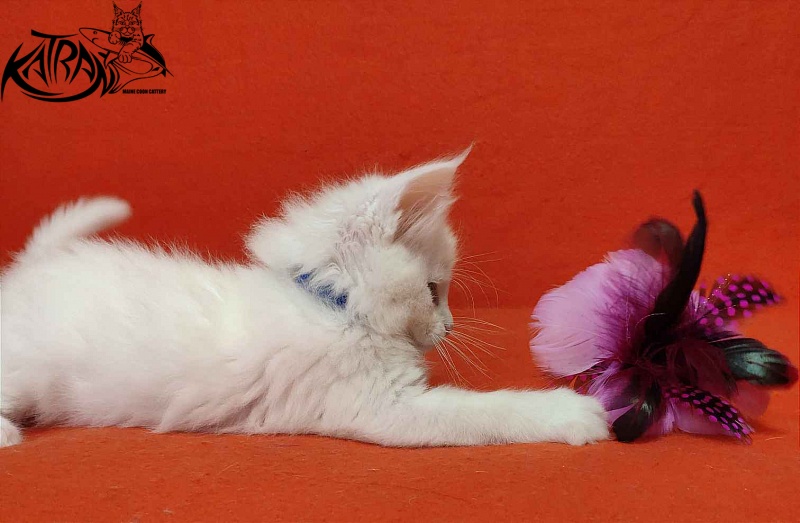 Katran Vegas - Kitten maine-coon 1 month 2 weeks