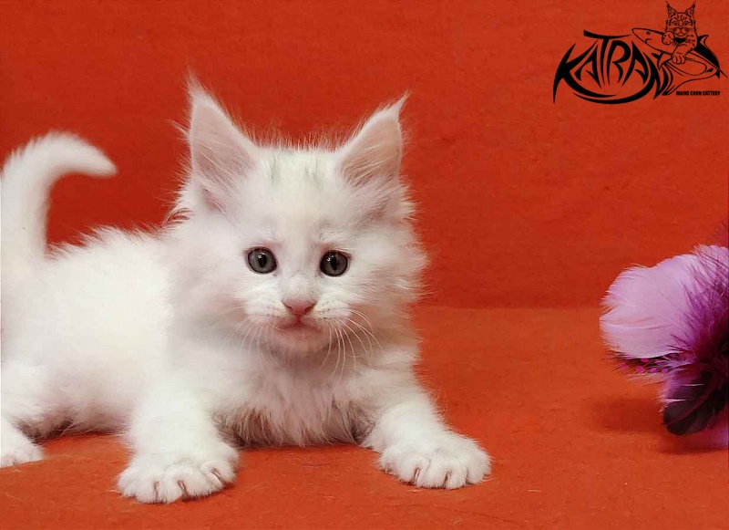 Katran Vegas - Kitten maine-coon 1 month 2 weeks