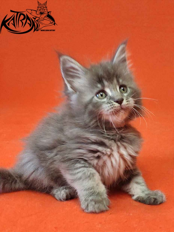 Katran Violetta - Kitten maine-coon 1 month 2 weeks