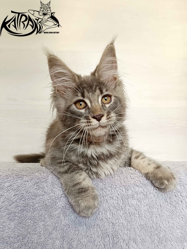 Katran Violetta - Kitten maine-coon 3 months