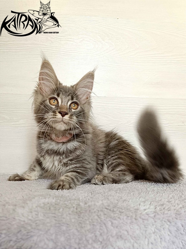 Katran Violetta - Kitten maine-coon 3 months