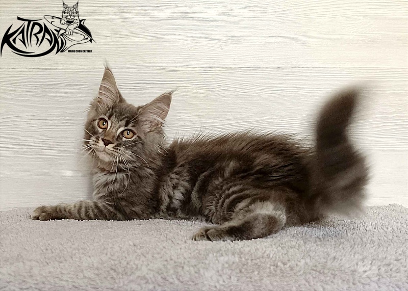 Katran Violetta - Kitten maine-coon 3 months