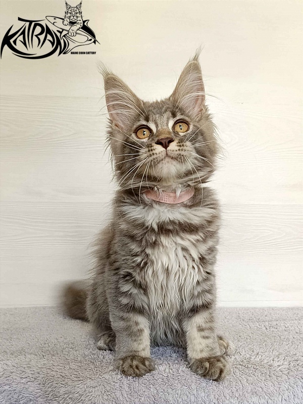 Katran Violetta - Kitten maine-coon 3 months