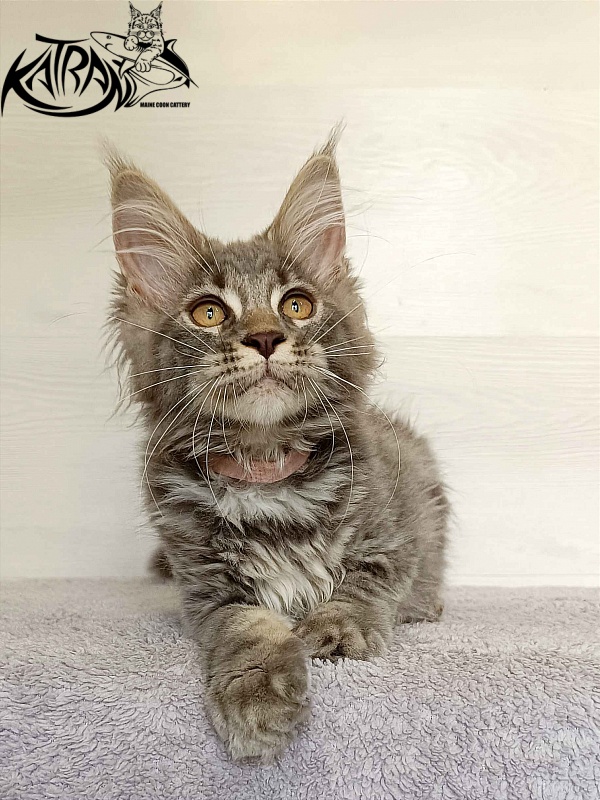 Katran Violetta - Kitten maine-coon 3 months
